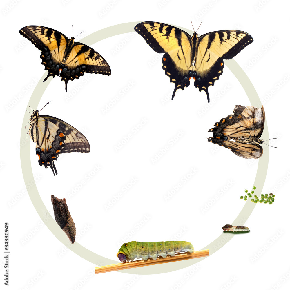Fototapeta premium Life cycle of the Eastern Tiger Swallowtail butterfly