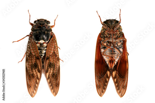 Foto セミ　Cicada