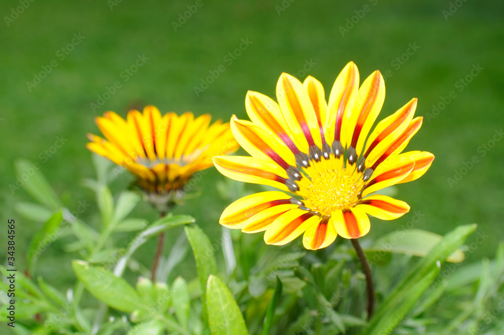 Beautiful Gazania Flowers on Flower Bed Beautiful Gazania Flowers on Flower Bed