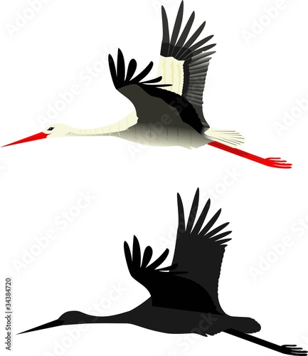 Fluing stork