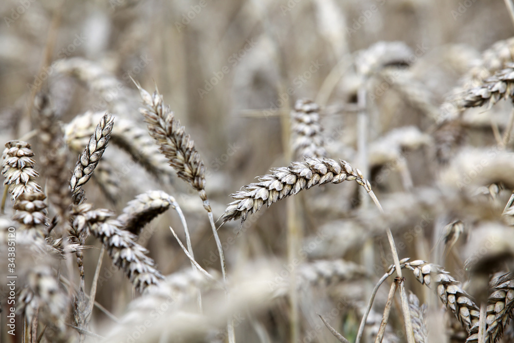 Fototapeta premium Weizen