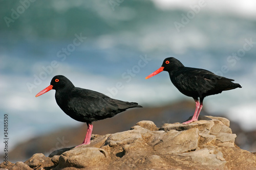 African black oystercatchers photo