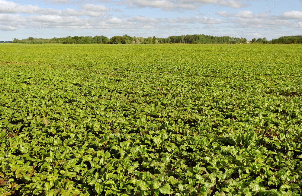 Field of beet.