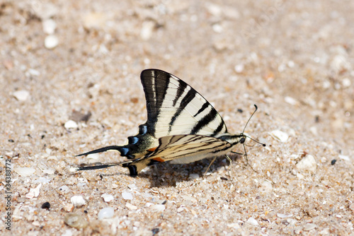 butterfly on sand ashore