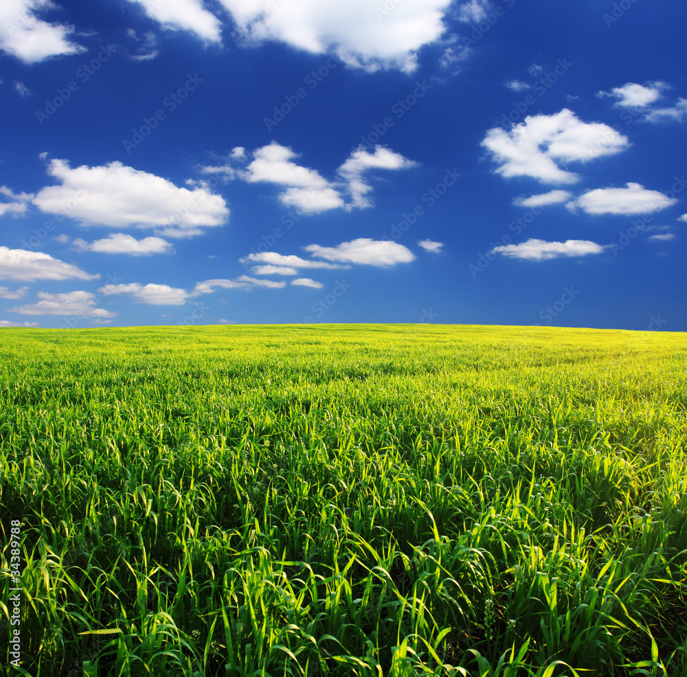 field field