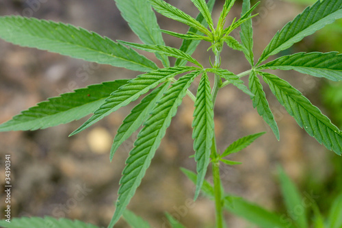 cannabis