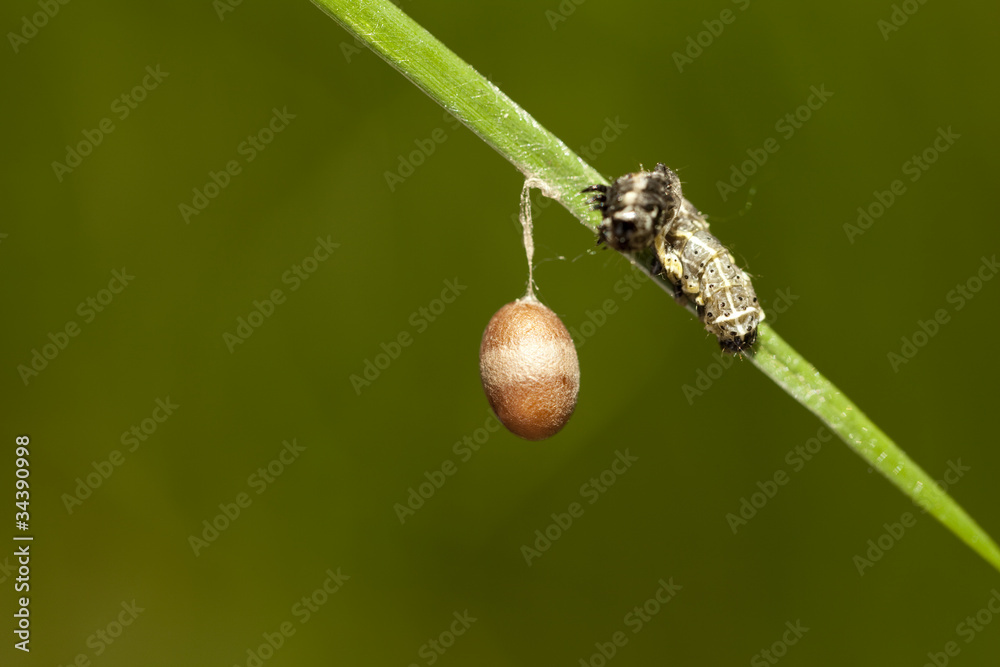 cocoon cocoon