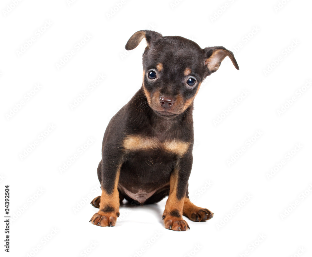 Funny puppy Chihuahua poses Funny puppy Chihuahua poses
