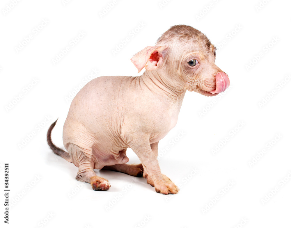 Chinese Crested Dog puppy