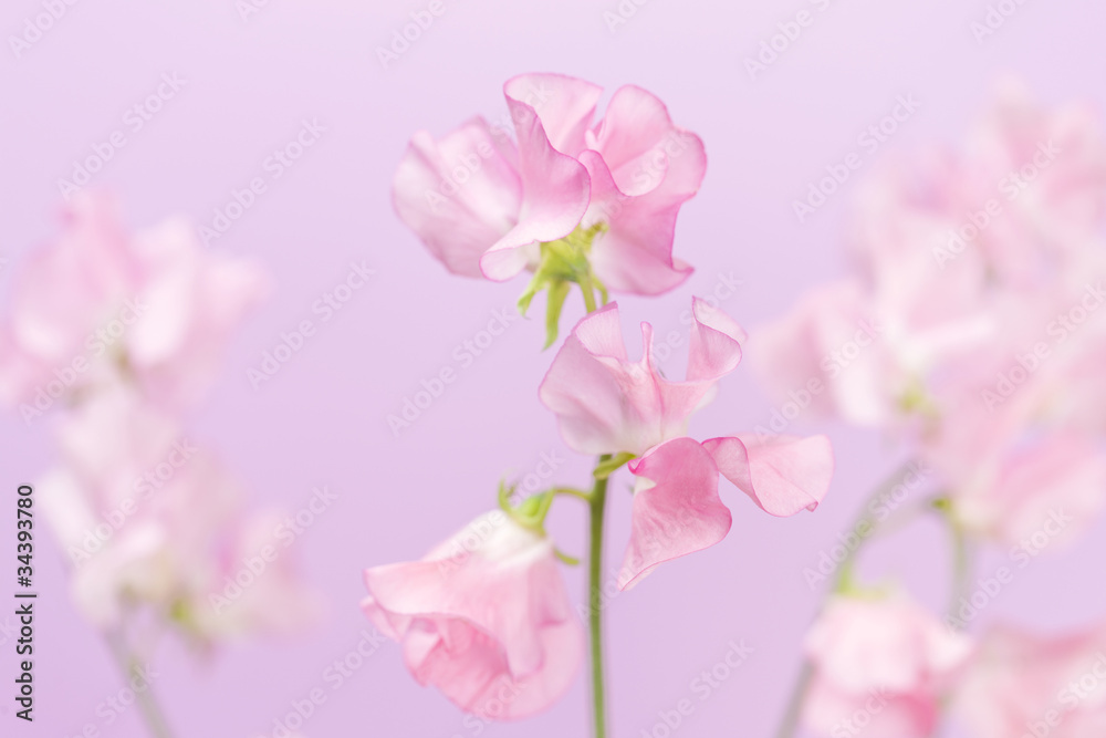 スイトピーの花 スイトピーの花