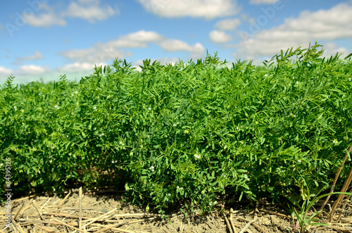 Commercial Lentil Crop Closeup