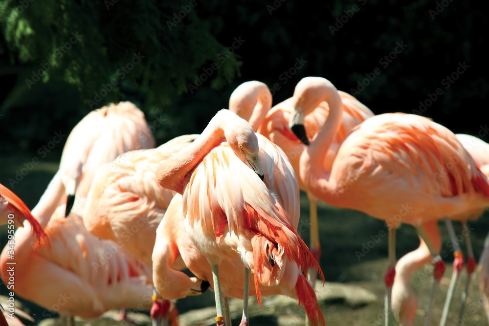 flamingo flamingo