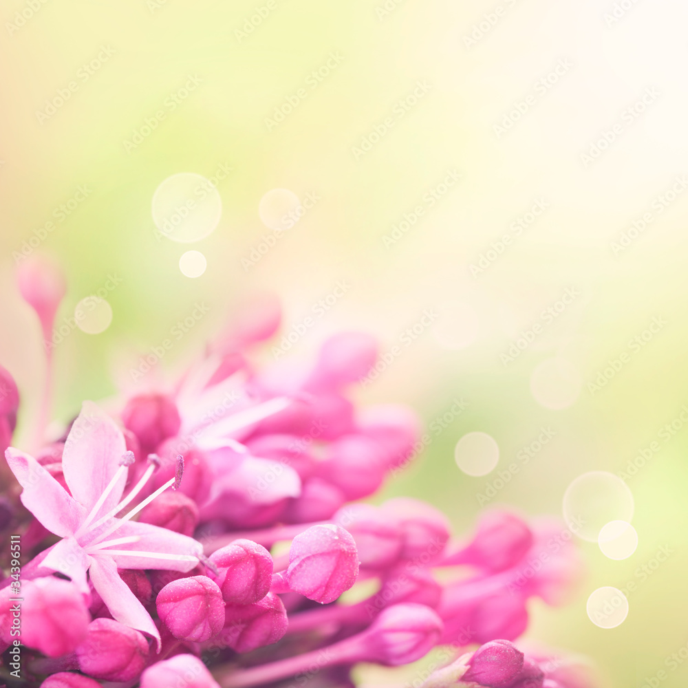 Beautiful abstract floral background with pink flower buds