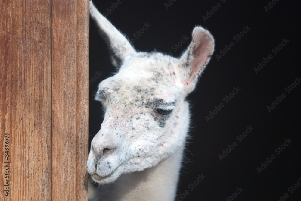Obraz premium Neugieriges Lama