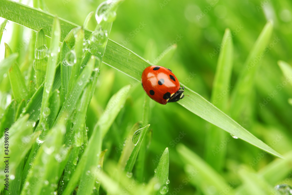 Fototapeta premium ladybug on grass
