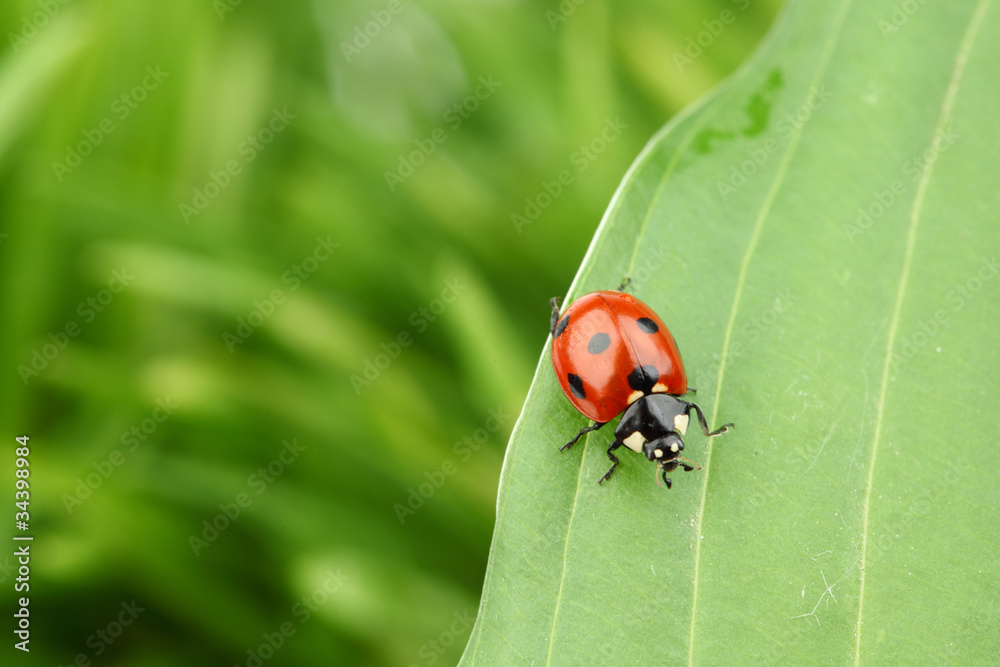 Fototapeta premium ladybug on leaf