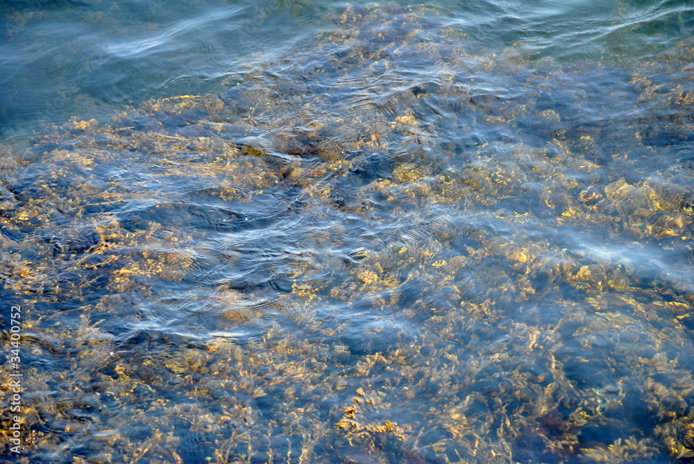 Seaweed Underwater