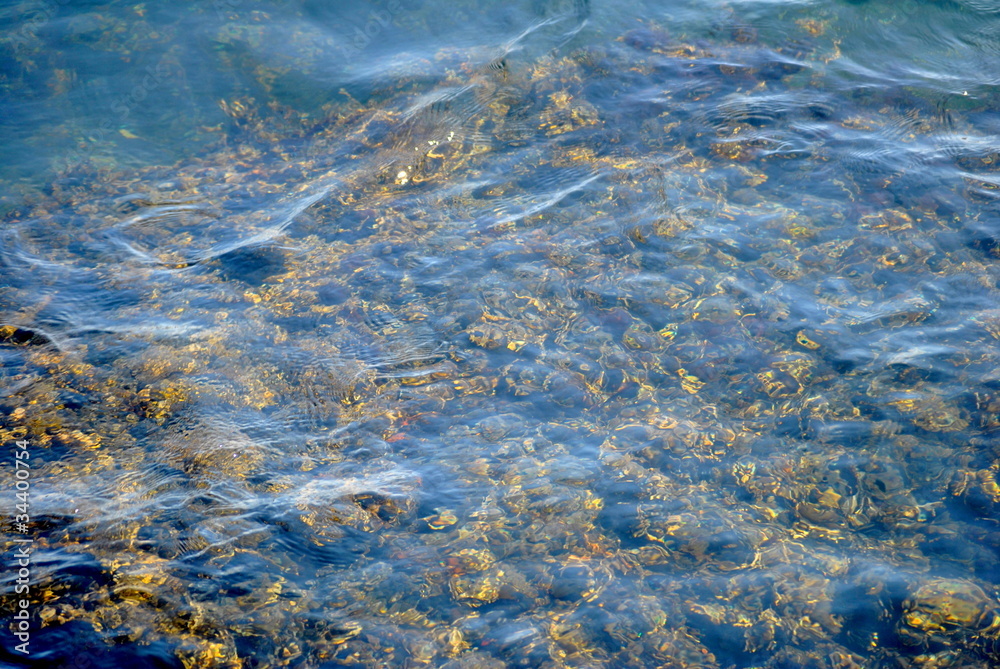 Plants Undersea