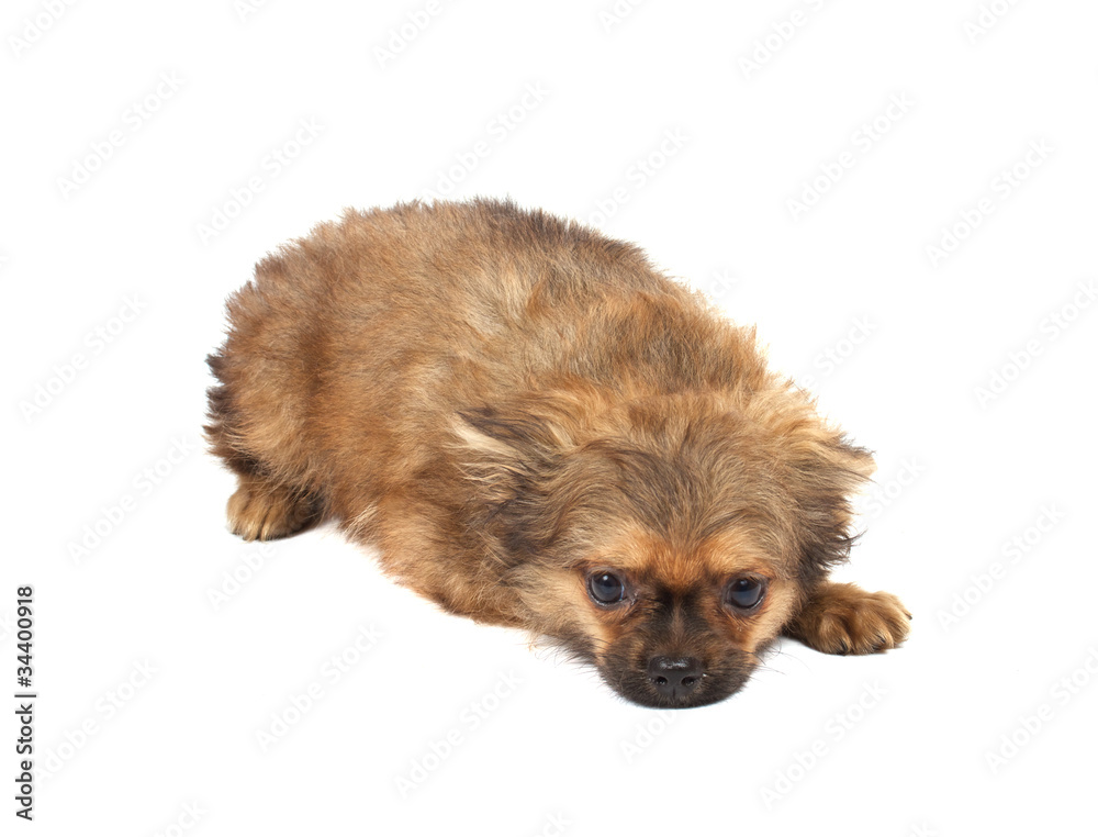 portrait of a cute purebred puppy chihuahua in front of white ba portrait of a cute purebred puppy chihuahua in front of white ba