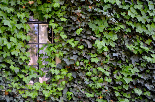 A Window On A House Covered In Ivy In Cambridge photo