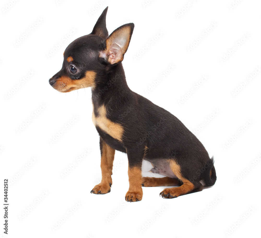 Russian toy terrier on a white background Russian toy terrier on a white background
