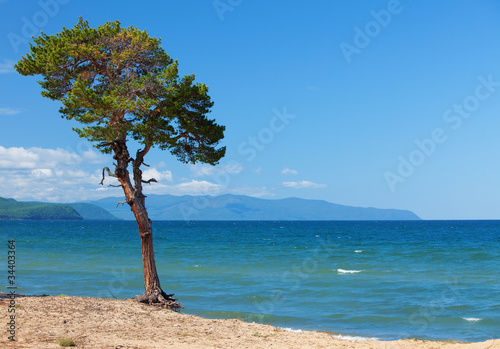 Lake Baikal. Lonely tree ashore © Sergey Ilin