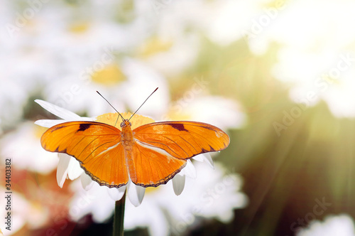 beautiful butterfly on flower