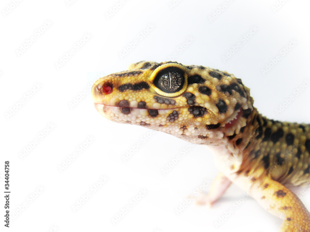 Naklejka premium Leopard Gecko - Eublepharis macularius 1