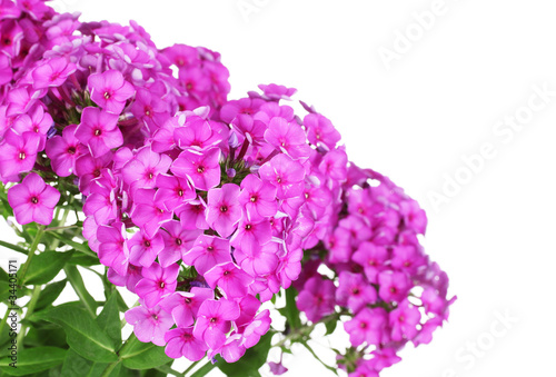 Wallpaper Mural bouquet of phlox isolated on white Torontodigital.ca