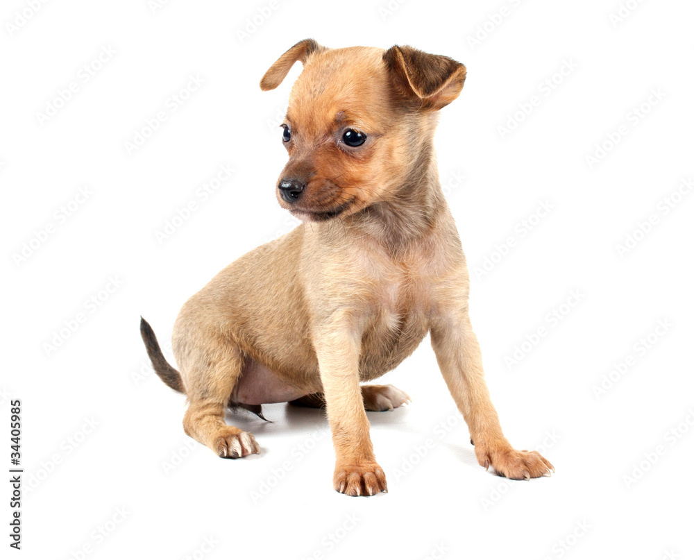Funny puppy Chihuahua poses Funny puppy Chihuahua poses