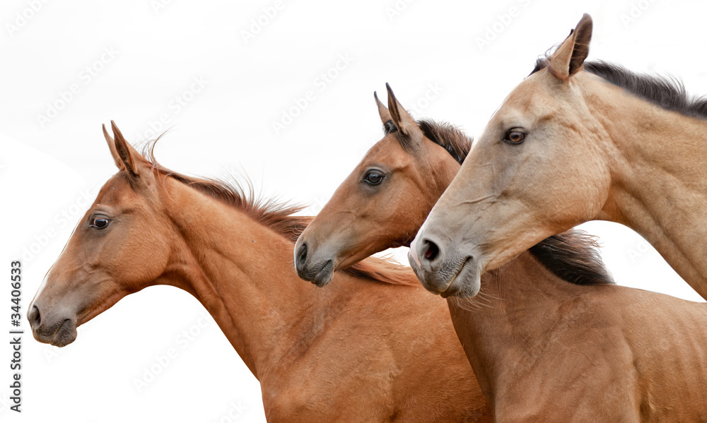 Akhal-teke mare and foals