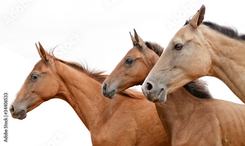 Fototapeta Naklejka Na Ścianę i Meble -  Akhal-teke mare and foals