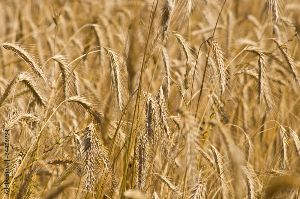 Fototapeta premium Field of rye. Fragment. Harvest time. Summer landscape