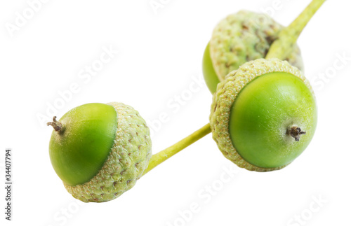 three green acorn