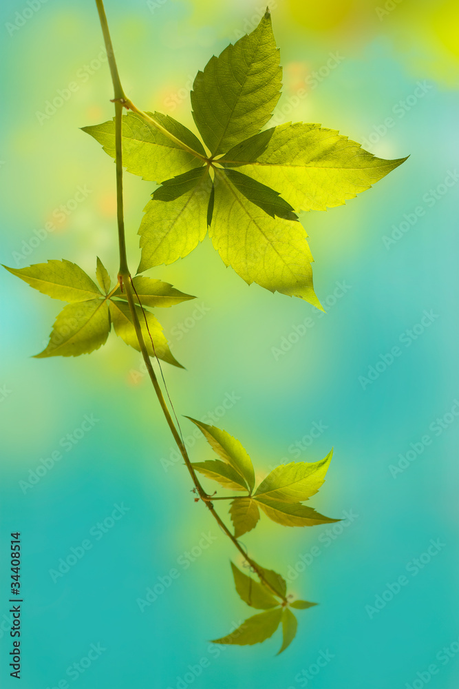 Vine in the sunlight