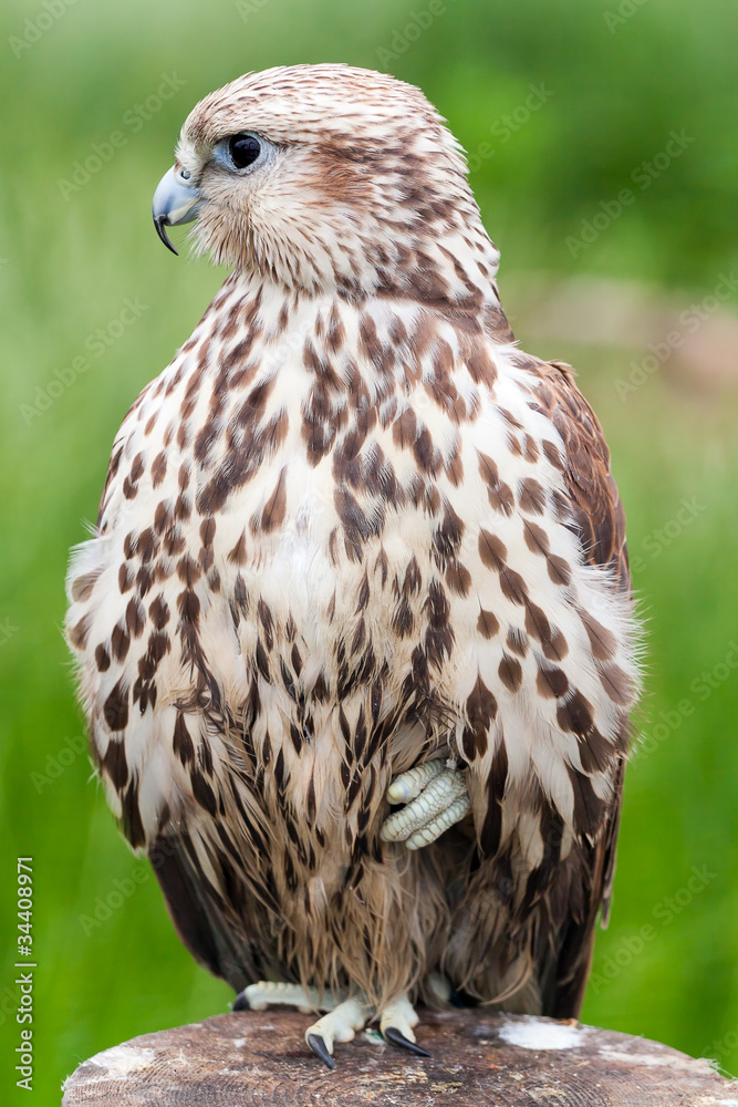 Fototapeta premium Portrait of a baby bird of a bird (Saker Falcon)