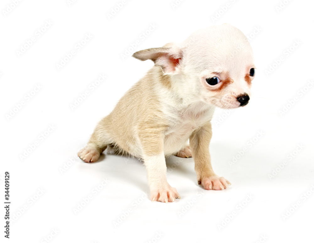Funny puppy Chihuahua poses Funny puppy Chihuahua poses