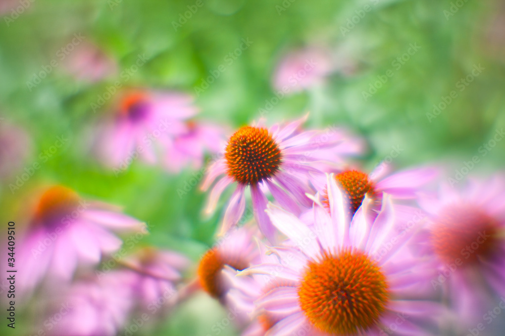 Background from the flowers of Echinacea shooted on Background from the flowers of Echinacea shooted on