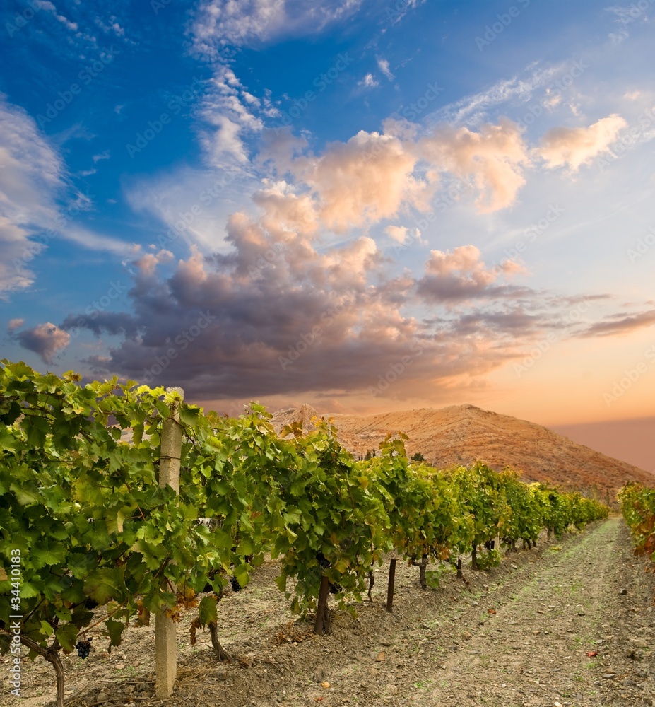 Naklejka premium evening vineyard