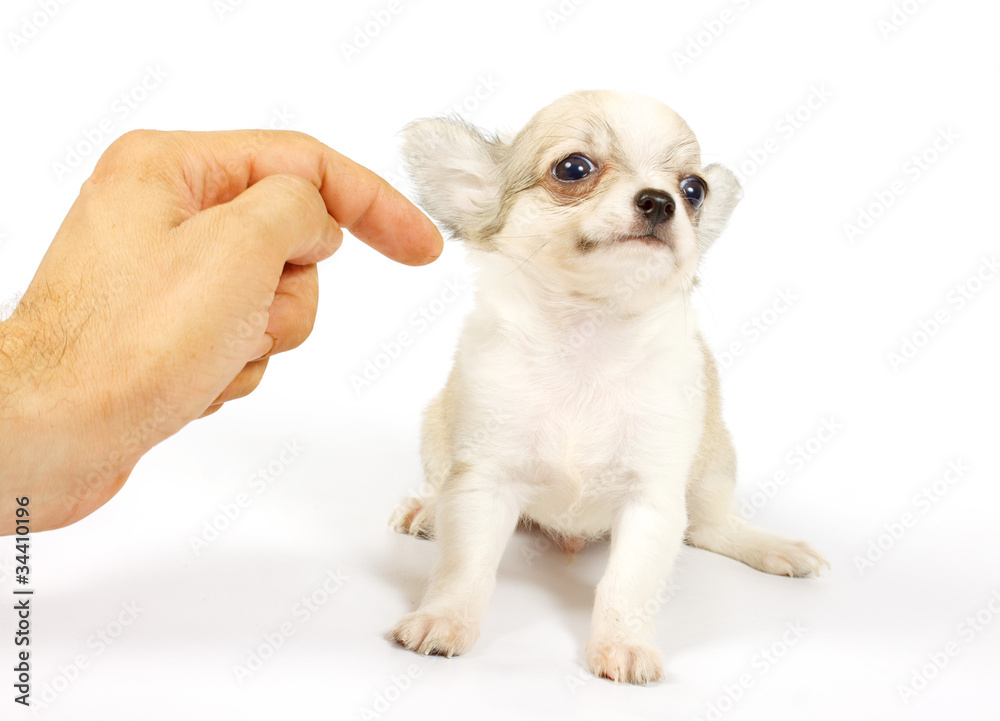 small chihuahua puppy small chihuahua puppy