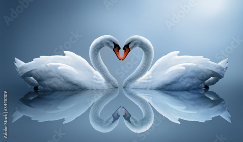 Obraz na plátně swans