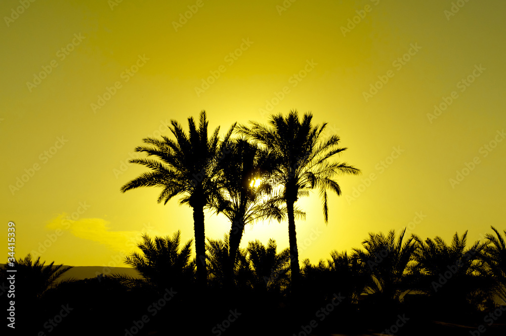 Obraz premium Sunset and Palms