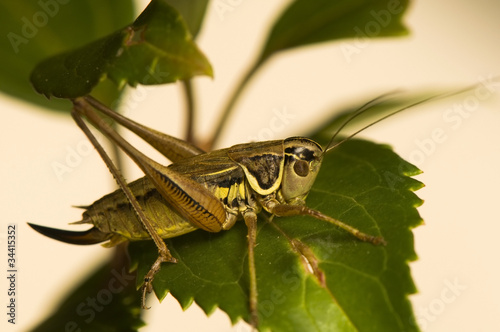 Grasshopper © Gucio_55