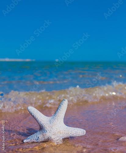 Starfish Stranded on a Beach