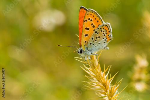 Orange butterfly with spotted wings having a short stop.