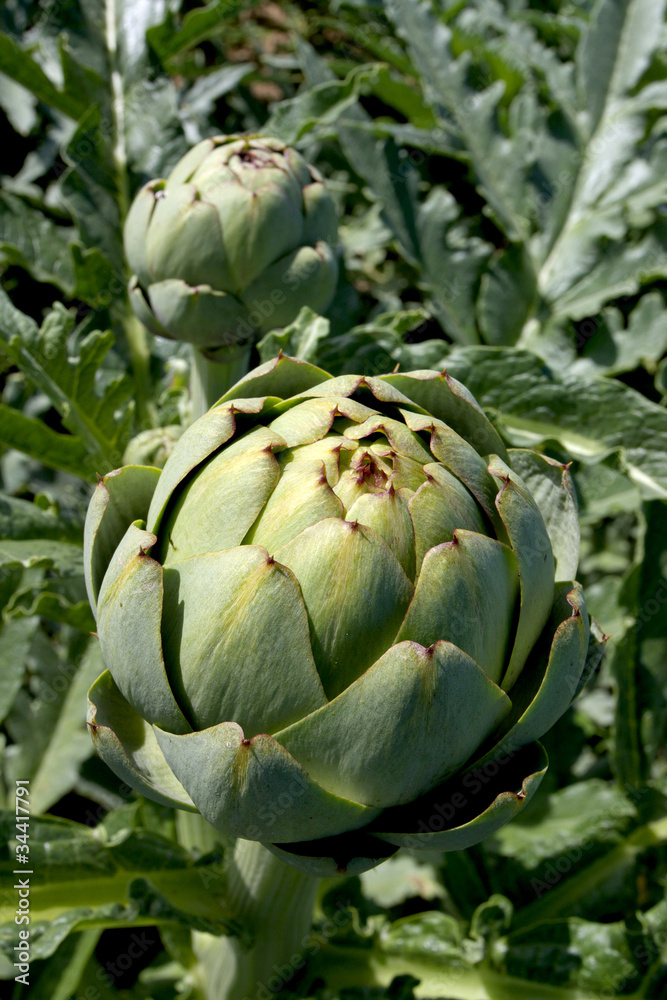 Obraz premium Artischocken