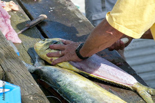 Dolfinfish photo