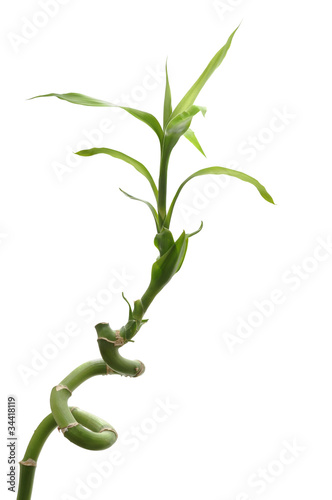 Lucky bamboo isolated