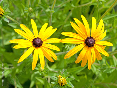 Gelber Sonnenhut - Rudbeckia fulgida