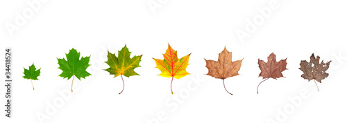 life cycle of leaf